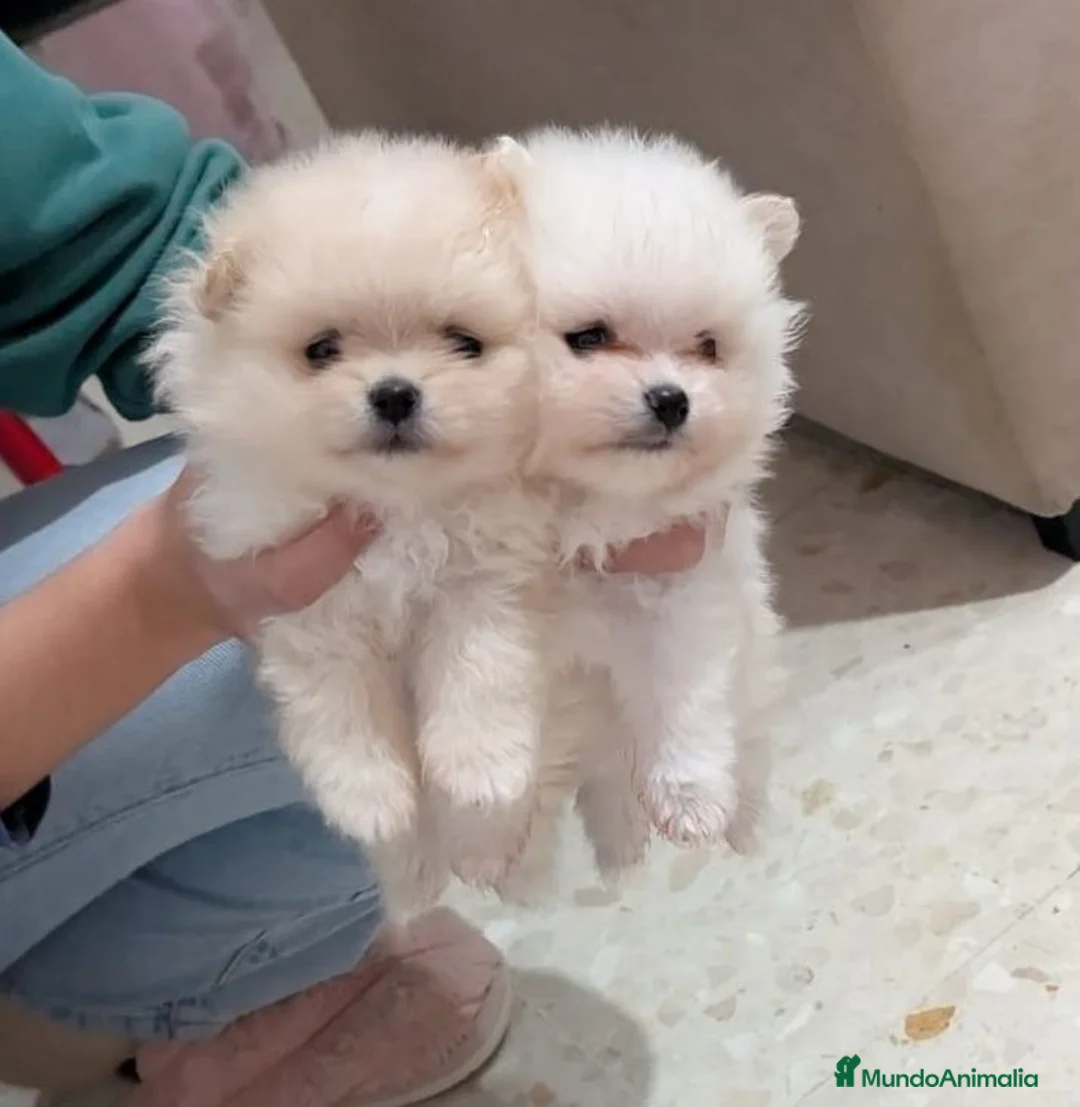 Pomerania perros en venta: Pomerania Toy macho  - Anuncio 2