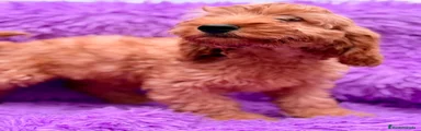 Cockapoo 1