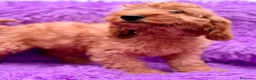 Cockapoo perros en venta: Cockapoo machos  - Anuncio 8