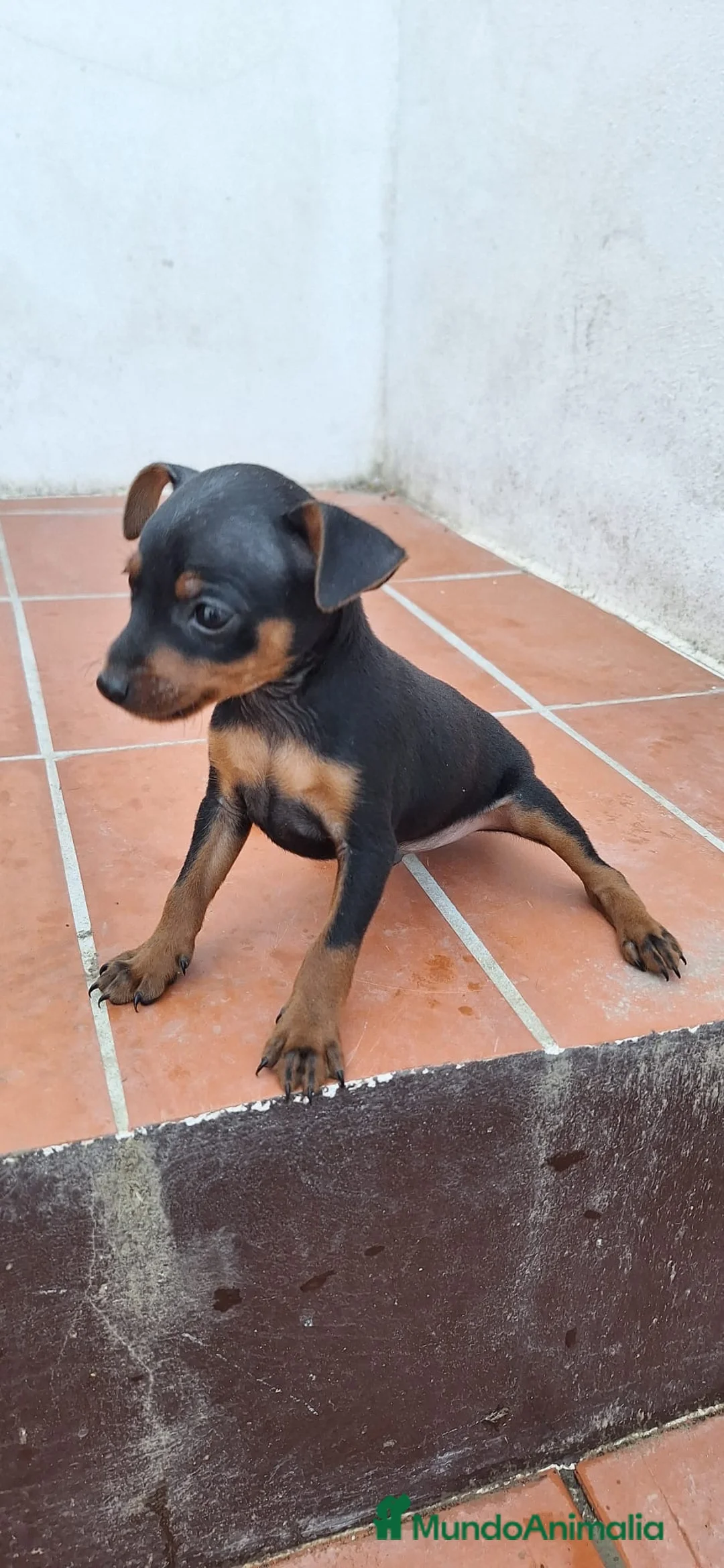 Pinscher Miniatura perros en venta: Cachorros pinscher negro fuego - Anuncio 3