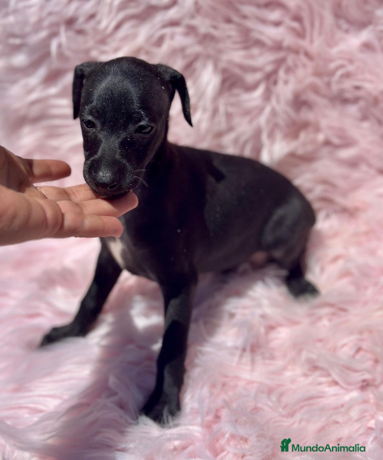 Pequeño Lebrel Italiano perros Piccolo italiano  - Anuncio 4