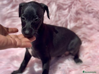 Pequeño Lebrel Italiano perros - Anuncio 3