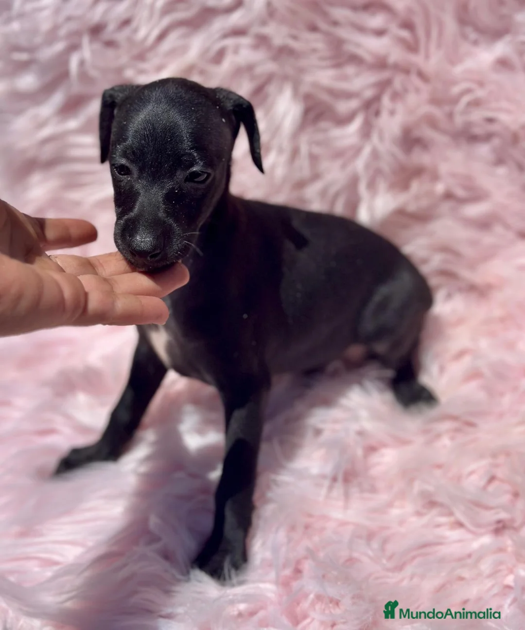 Pequeño Lebrel Italiano perros en venta: Piccolo italiano  - Anuncio 1