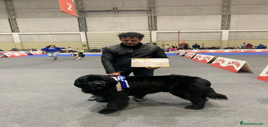 Imagen de galería {{count}}