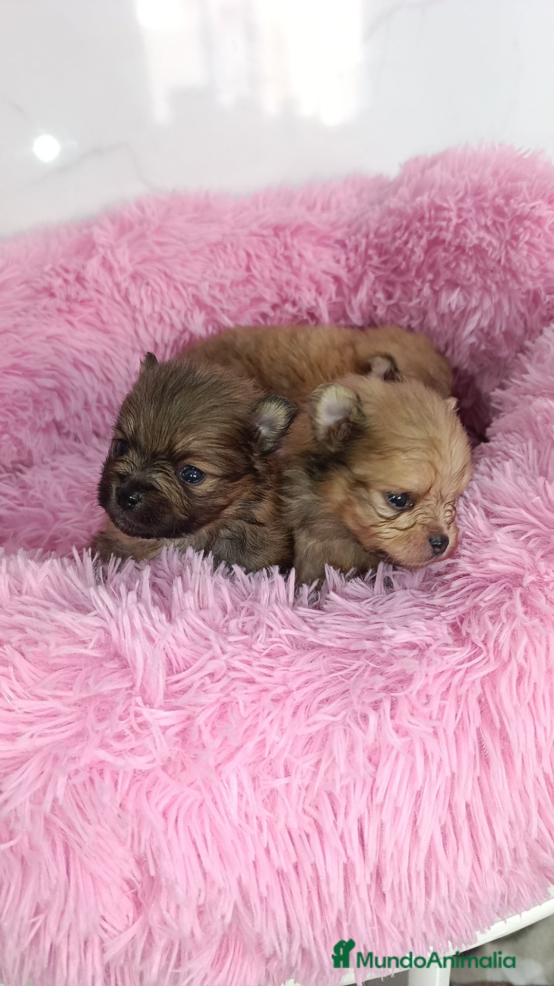 Pomerania perros en venta: Lulus Pomerania  - Anuncio 2