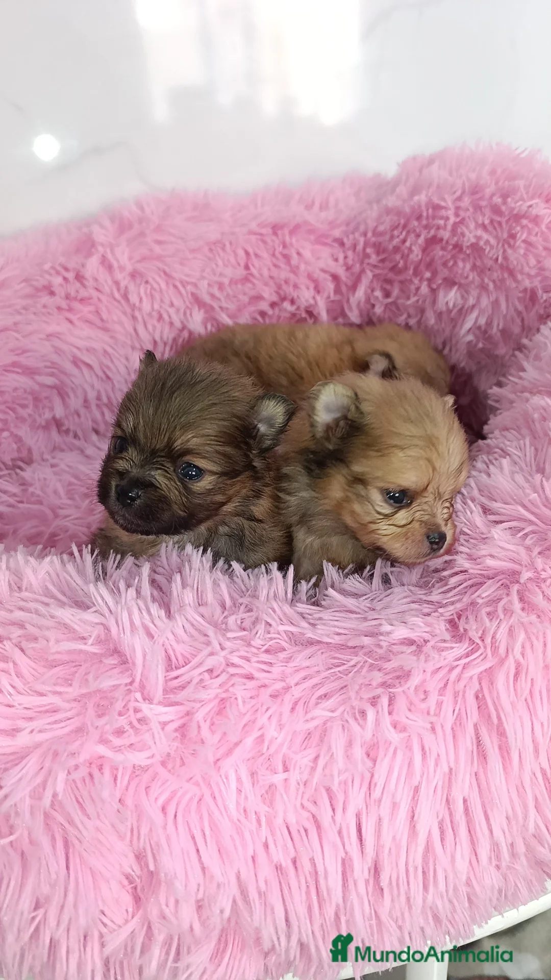 Pomerania perros en venta: Lulus Pomerania  - Anuncio 2