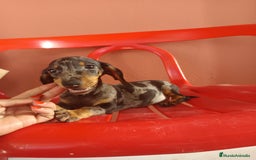 Teckel Miniatura perros en venta: Teckel miniatura arlequín - Imagen 3