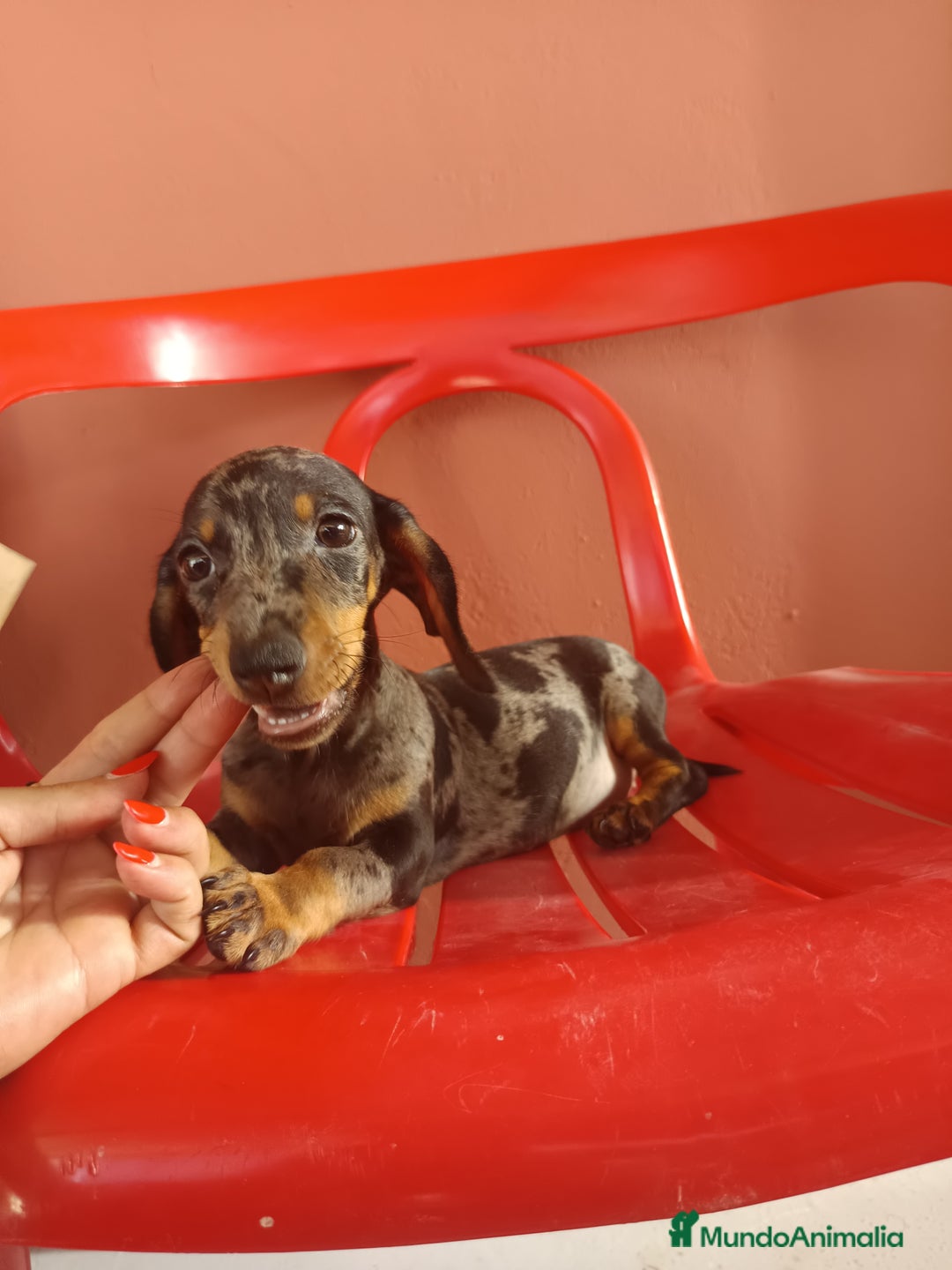 Teckel Miniatura perros en venta: Teckel miniatura arlequín - Imagen 3
