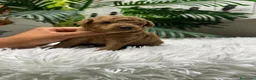 Caniche Toy perros en venta: CANICHE HEMBRA - Anuncio 4