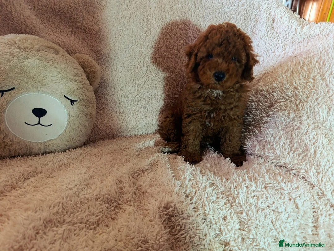 Caniche Toy perros en venta: ‼️‼️CANICHES 50% ASIÁTICOS  - Anuncio 5