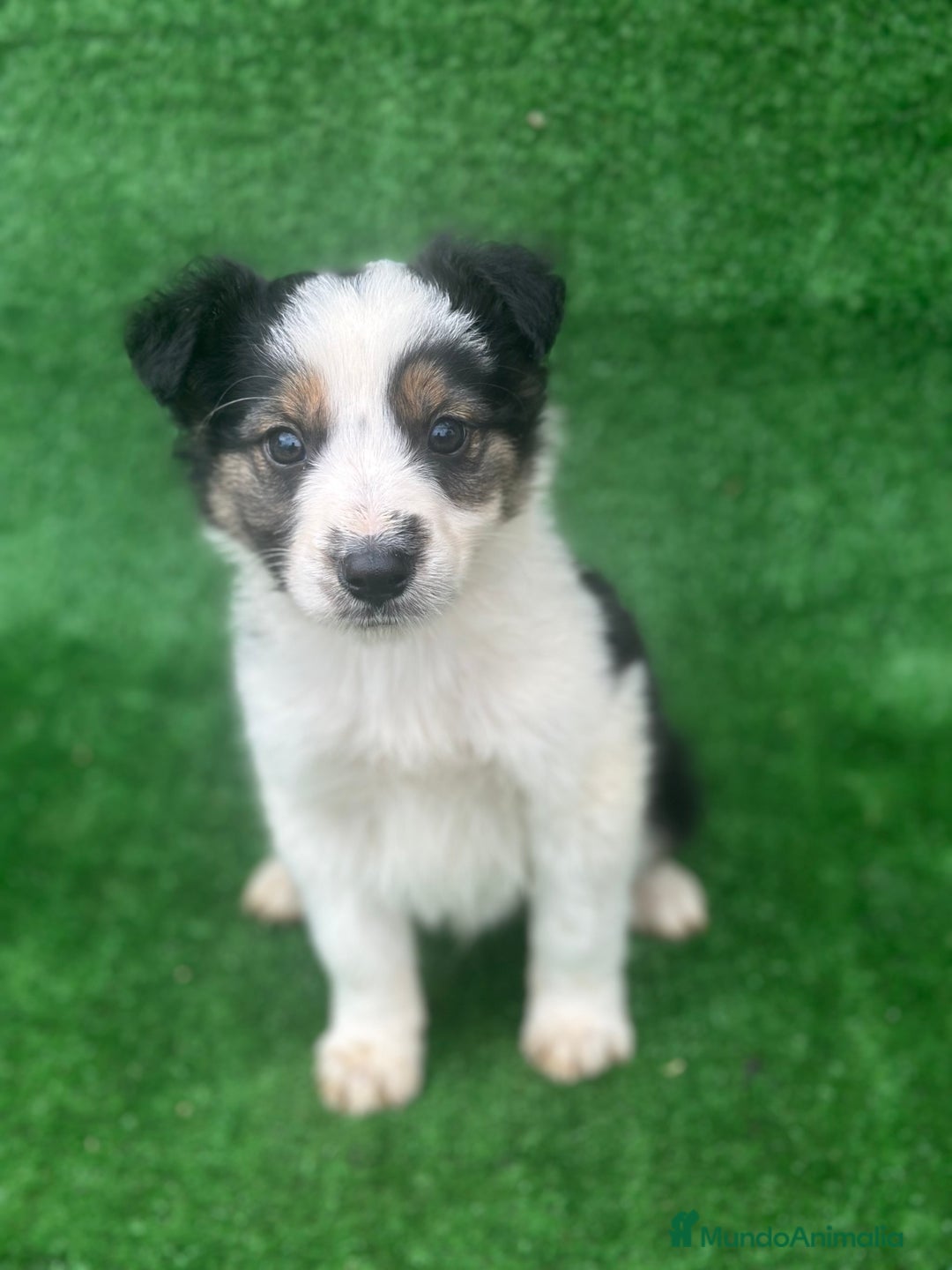 Border Collie perros en adopcion: Border collie  - Anuncio 2