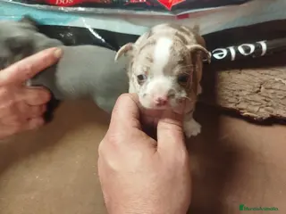 Chihuahua perros Chihuahua exóticos línea rusa muy chatos en Cádiz - Anuncio 1