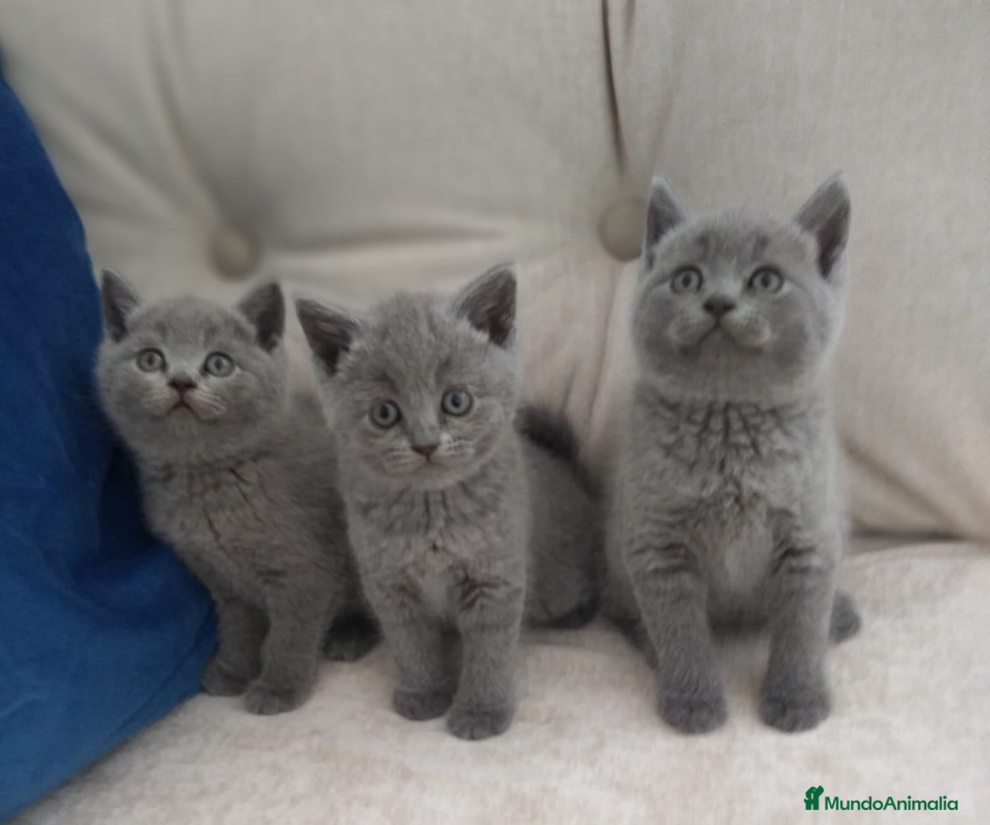 Británico de Pelo Corto Azul gatos British Shorthair Preciosos - Anuncio 2