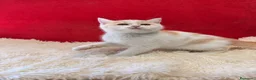 Británico de Pelo Corto gatos en venta: Precioso British arlequín  - Anuncio 4