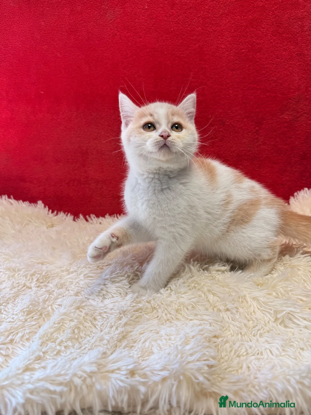 Británico de Pelo Corto gatos en venta: Precioso British arlequín  - Anuncio 4