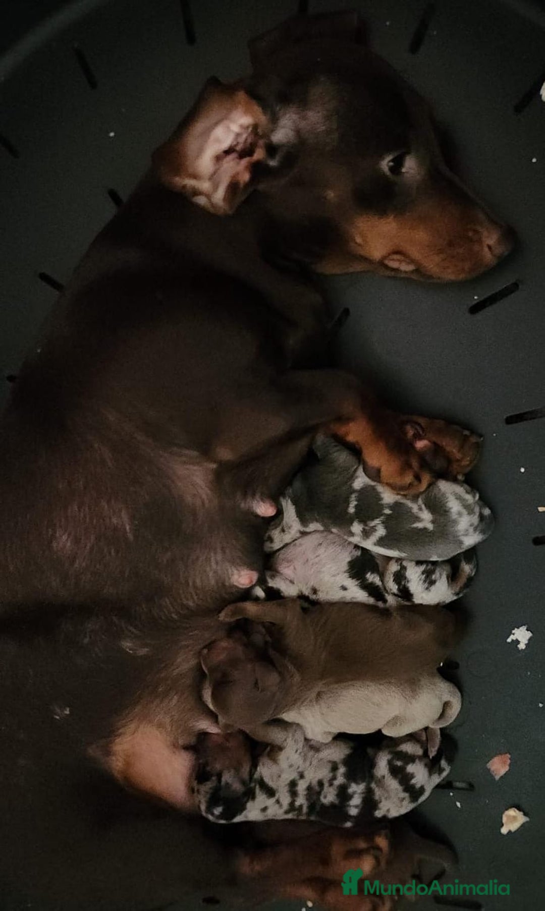 Teckel Miniatura perros en venta: TECKEL MINIATURA CAMADA DISPONIBLE - Imagen 17
