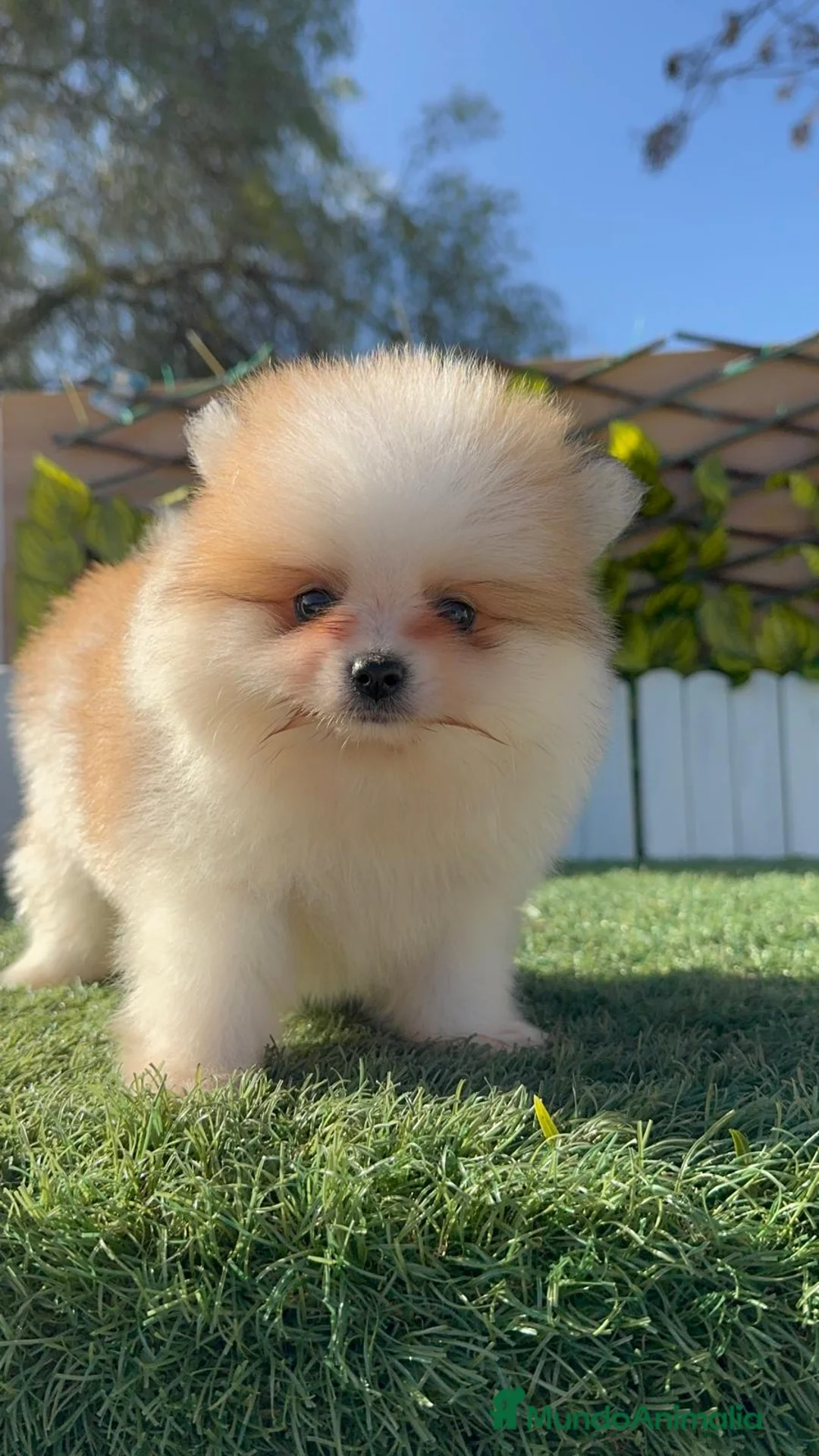 Pomerania perros en venta: POMERANIA MACHO - Anuncio 11
