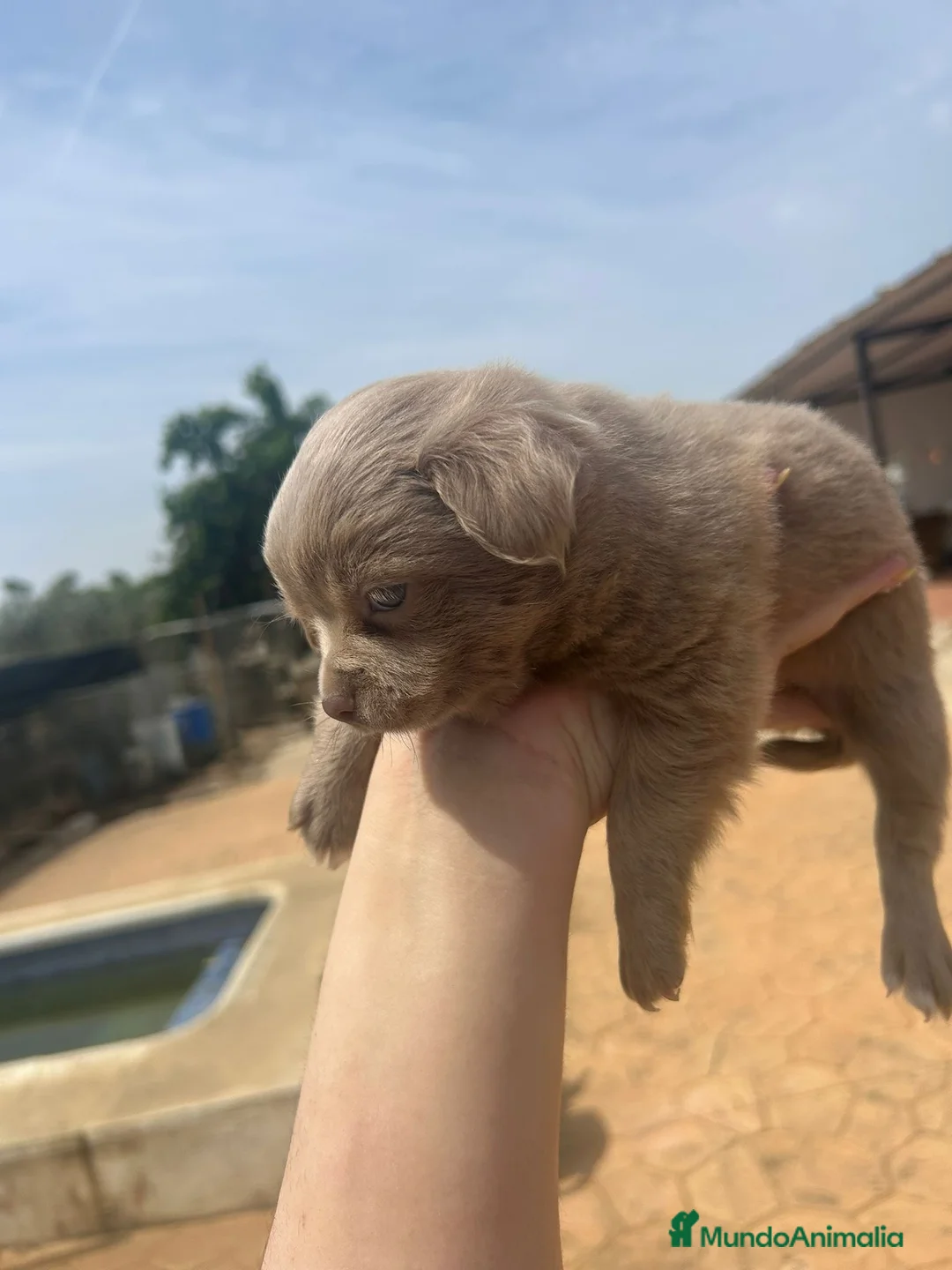 Chihuahua perros en venta: Chihuahuas de pelo largo🐶🐾 en Cádiz - Anuncio 2