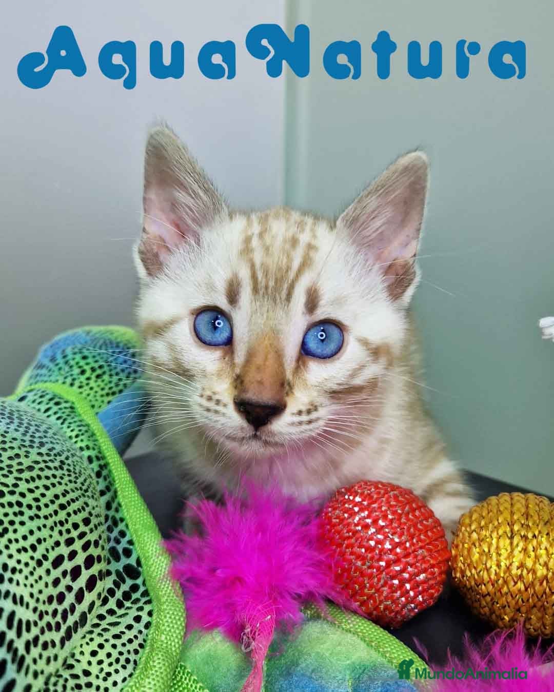 Bengalí gatos Bengali Snow Macho 4570 AQUANATURA - Anuncio 24