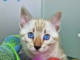 Bengalí gatos Bengali Snow Macho 4570 AQUANATURA - Anuncio 10