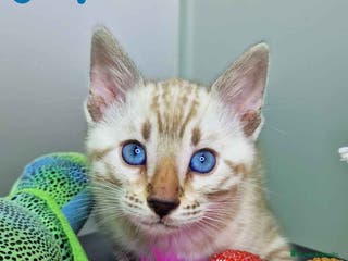 Bengalí gatos Bengali Snow Macho 4570 AQUANATURA - Anuncio 33