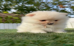 Pomerania perros en venta: POMERANIA HEMBRA - Imagen 19