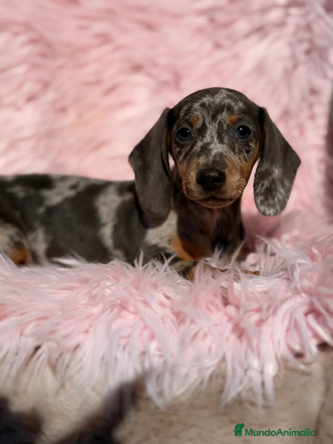 Teckel Miniatura perros en venta: Teckel Arlequin lilac hembra  - Anuncio 1