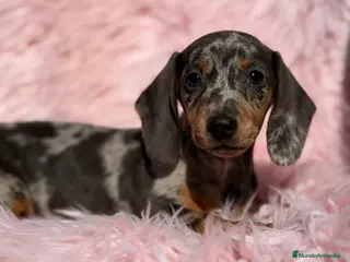 Teckel Miniatura perros Teckel Arlequin lilac hembra - Anuncio 7