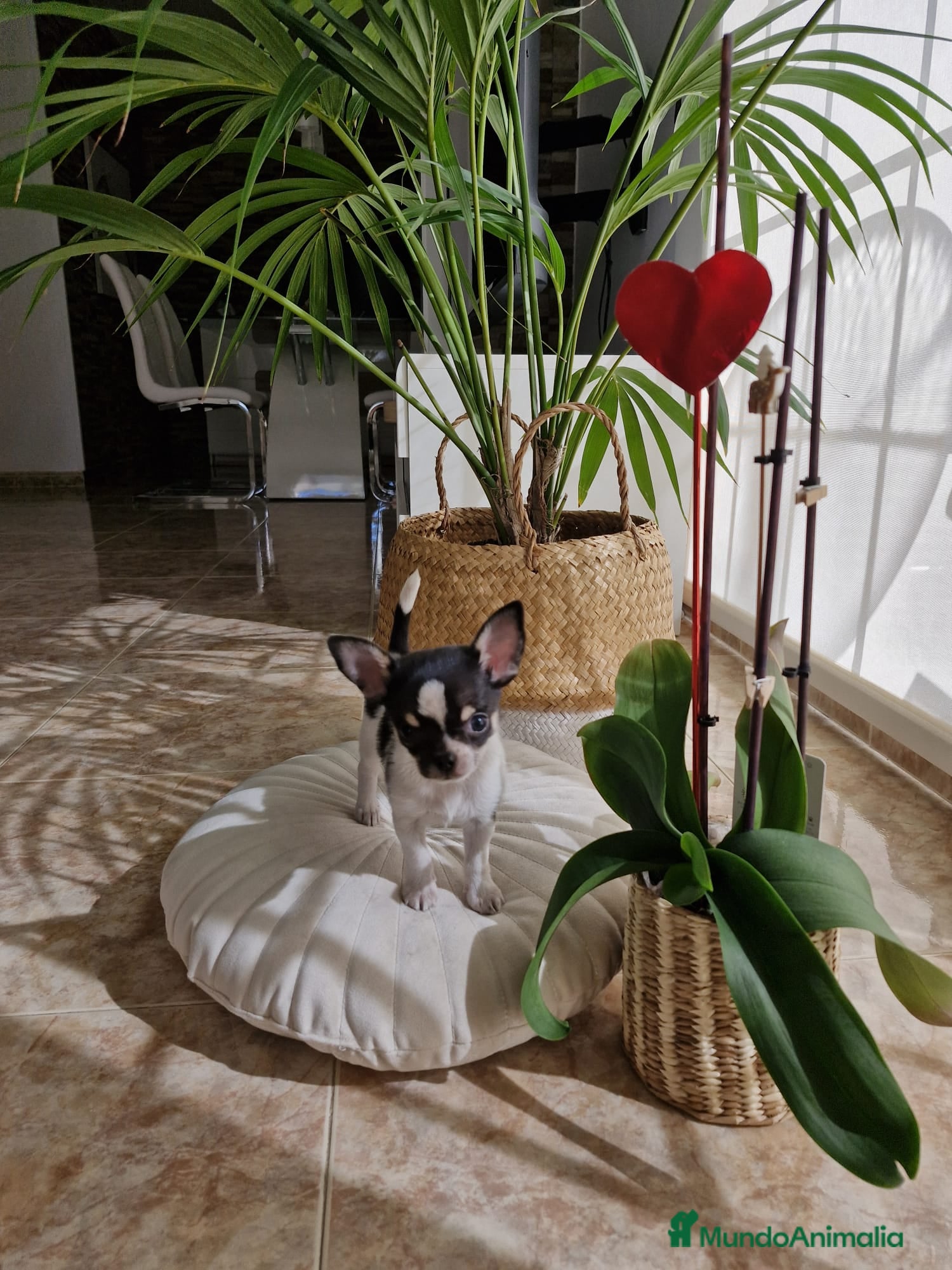 Chihuahua perros Chihuahuas miniaturas  en Barcelona - Anuncio 18