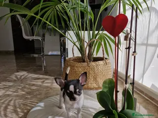 Chihuahua perros Chihuahuas miniaturas en Barcelona - Anuncio 3