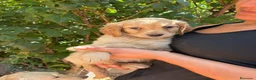 Golden Retriever perros en venta: Golden  - Anuncio 2