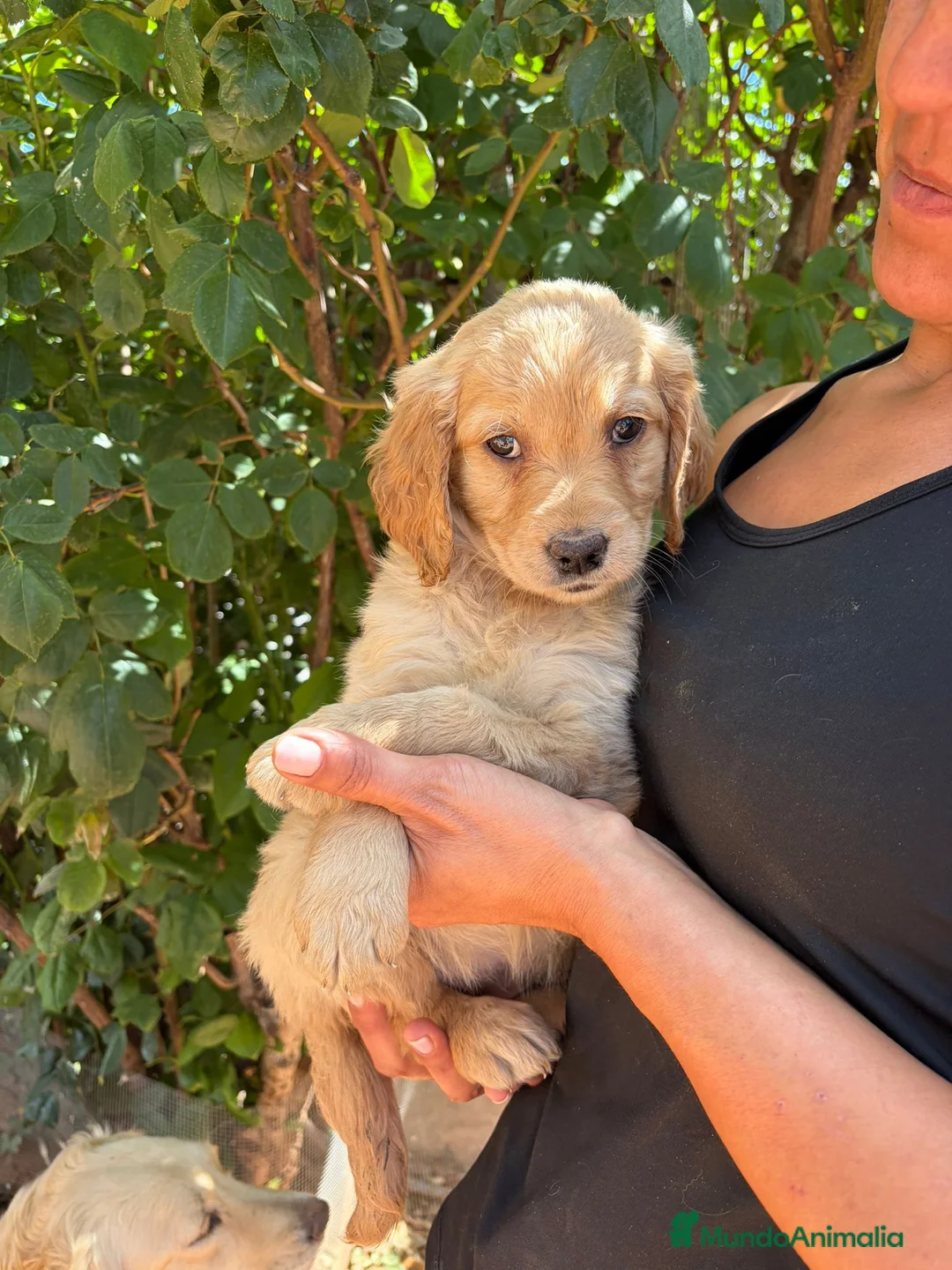Golden Retriever perros en venta: Golden  - Anuncio 2