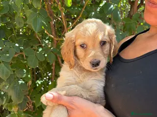 Golden Retriever perros Golden - Anuncio 1