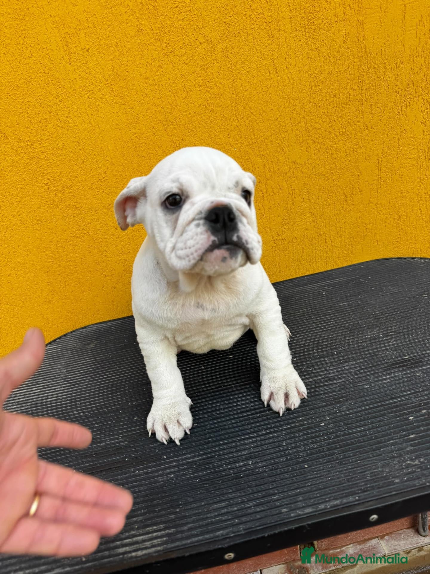 Bulldog Inglés perros Hembra bulldog inglés  - Anuncio 1