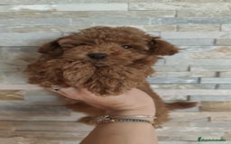 Caniche Toy perros en venta: Hembras toy disponibles - Imagen 5