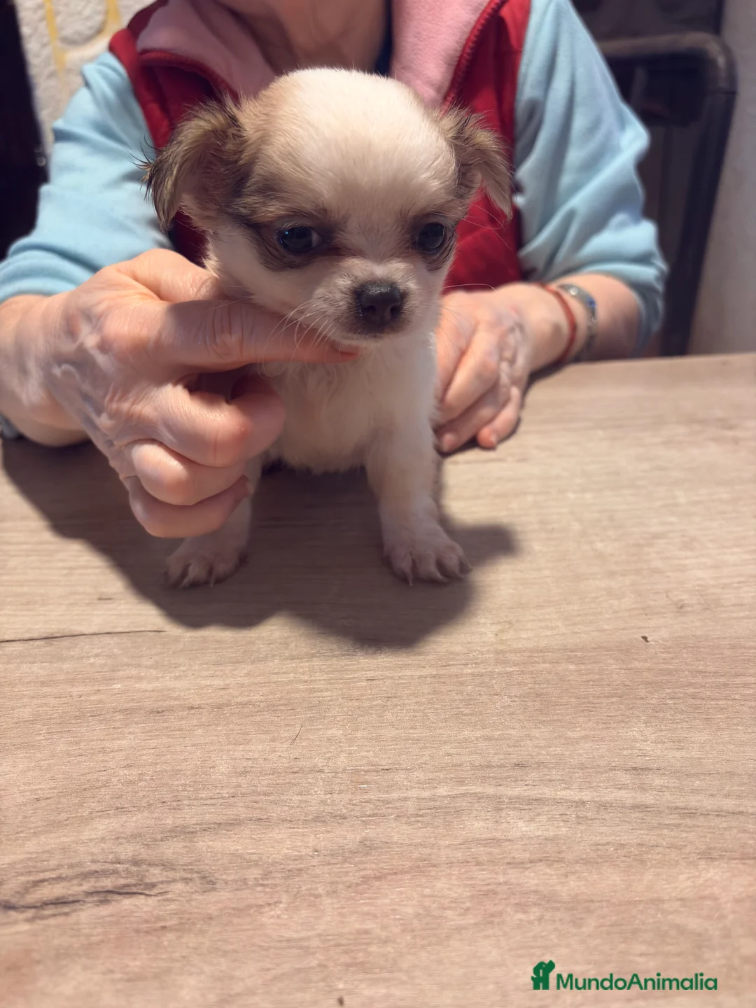 Chihuahua perros en venta: Chihuaha  - Anuncio 3