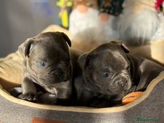 Bulldog Francés perros Bulldog francés Blue - Anuncio 1