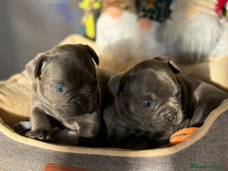 Bulldog Francés perros Bulldog francés Blue - Anuncio 26