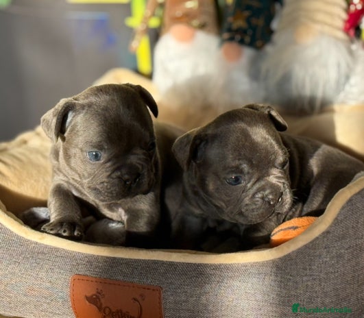 Bulldog Francés perros Bulldog francés Blue - Anuncio 4
