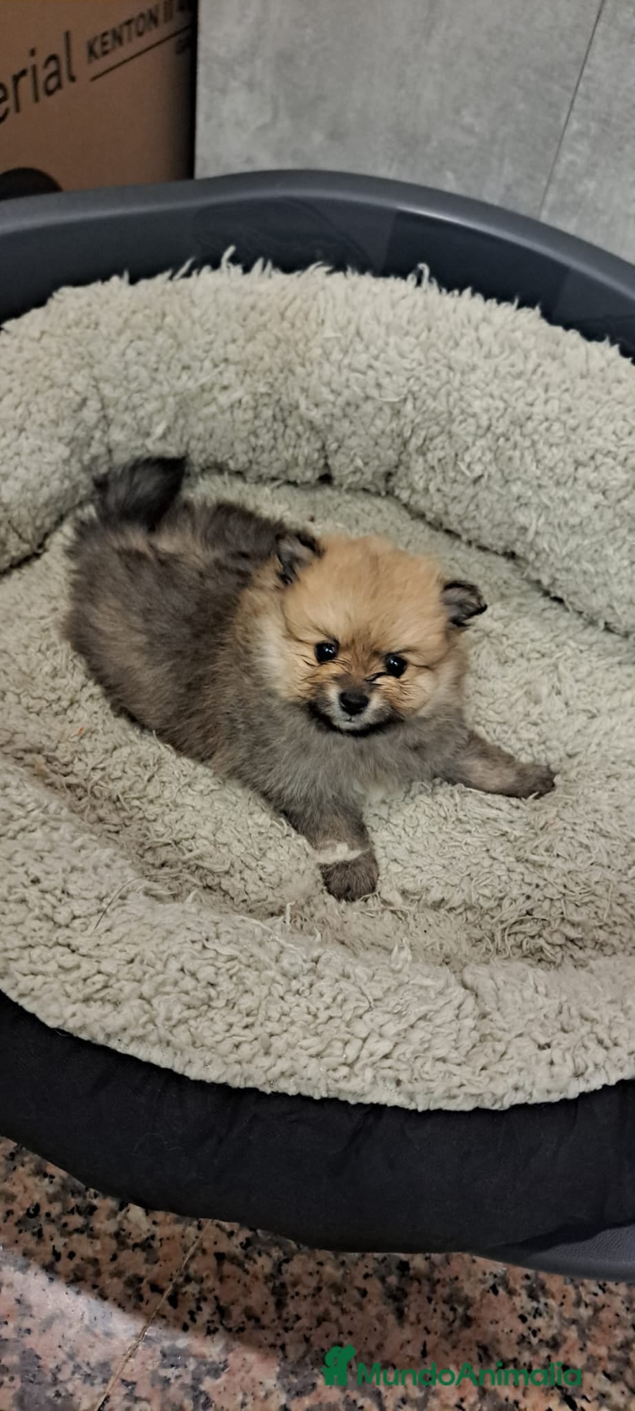 Pomerania perros Lulu de pomeranias Toy super chatos y peludos  - Anuncio 1