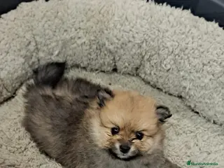Pomerania perros Lulu de pomeranias Toy super chatos y peludos - Anuncio 1