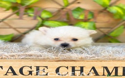 Pomerania perros en venta: Camada de Jazmín - Imagen 3