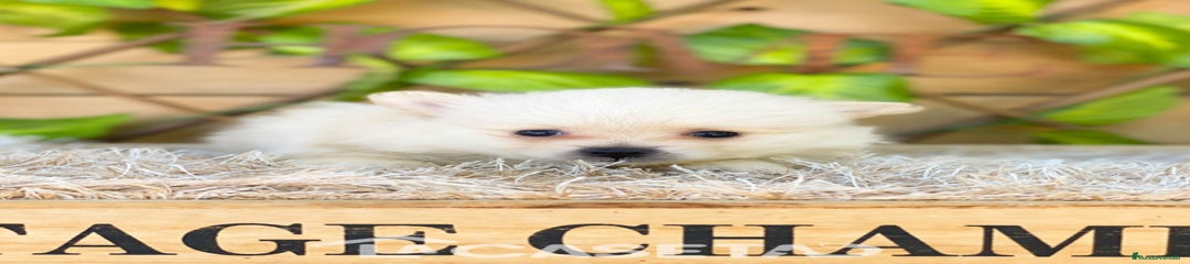 Pomerania Cachorro 3578