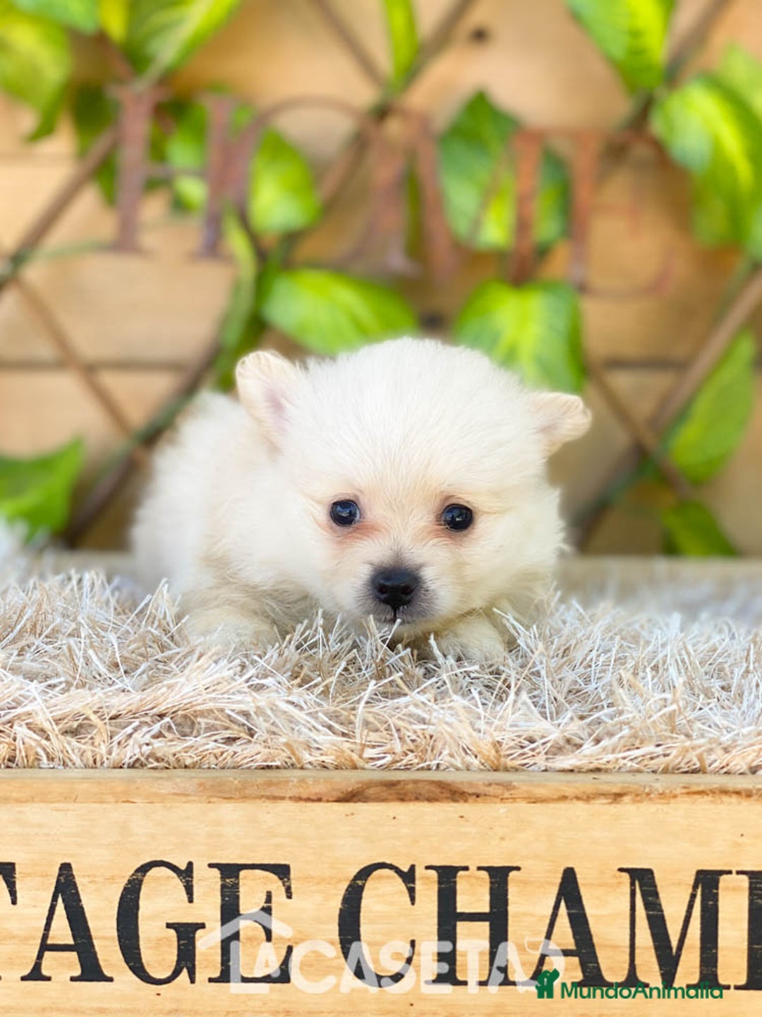 Pomerania perros en venta: Camada de Jazmín - Imagen 3