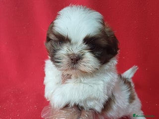 Shih Tzu perros - Anuncio 31
