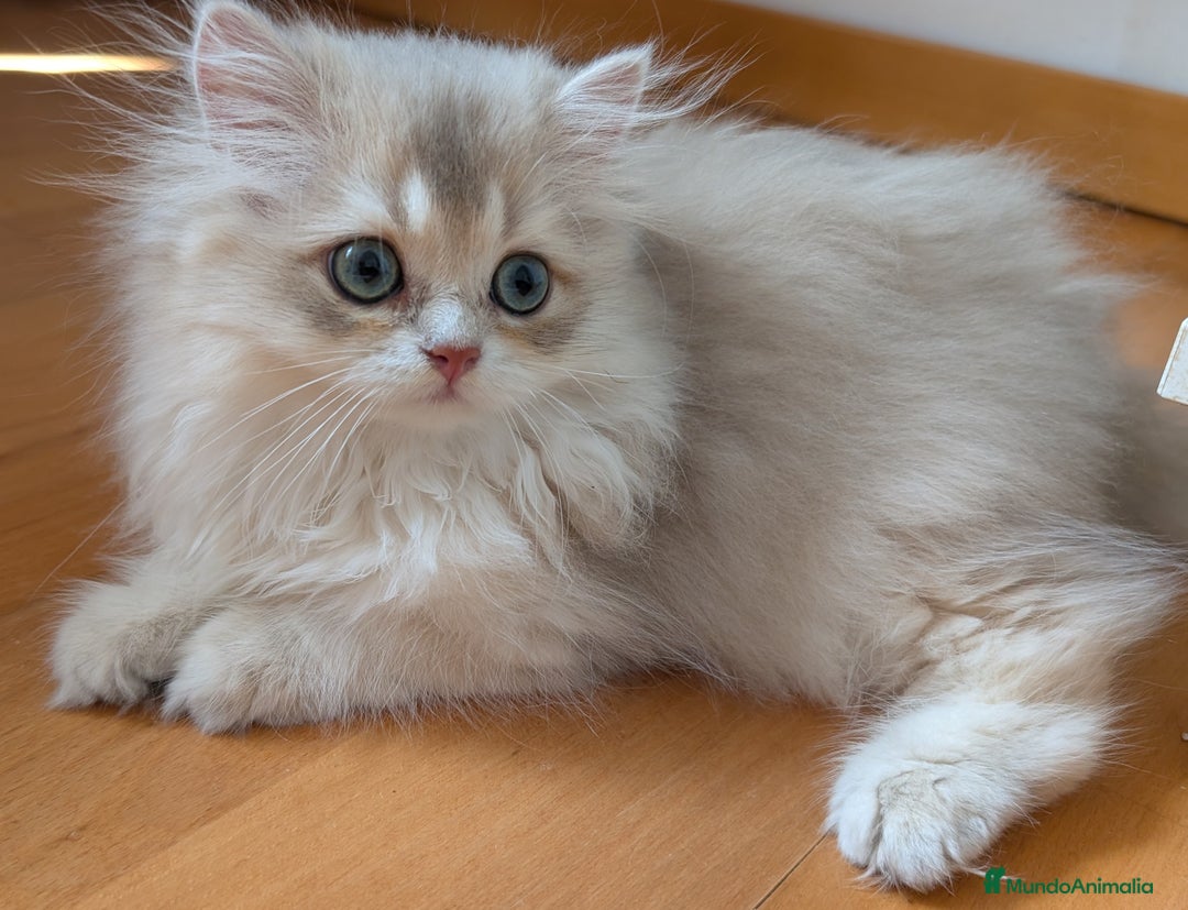Británico de Pelo Largo gatos en venta: Gatita British longhair azul golden, - Imagen 2
