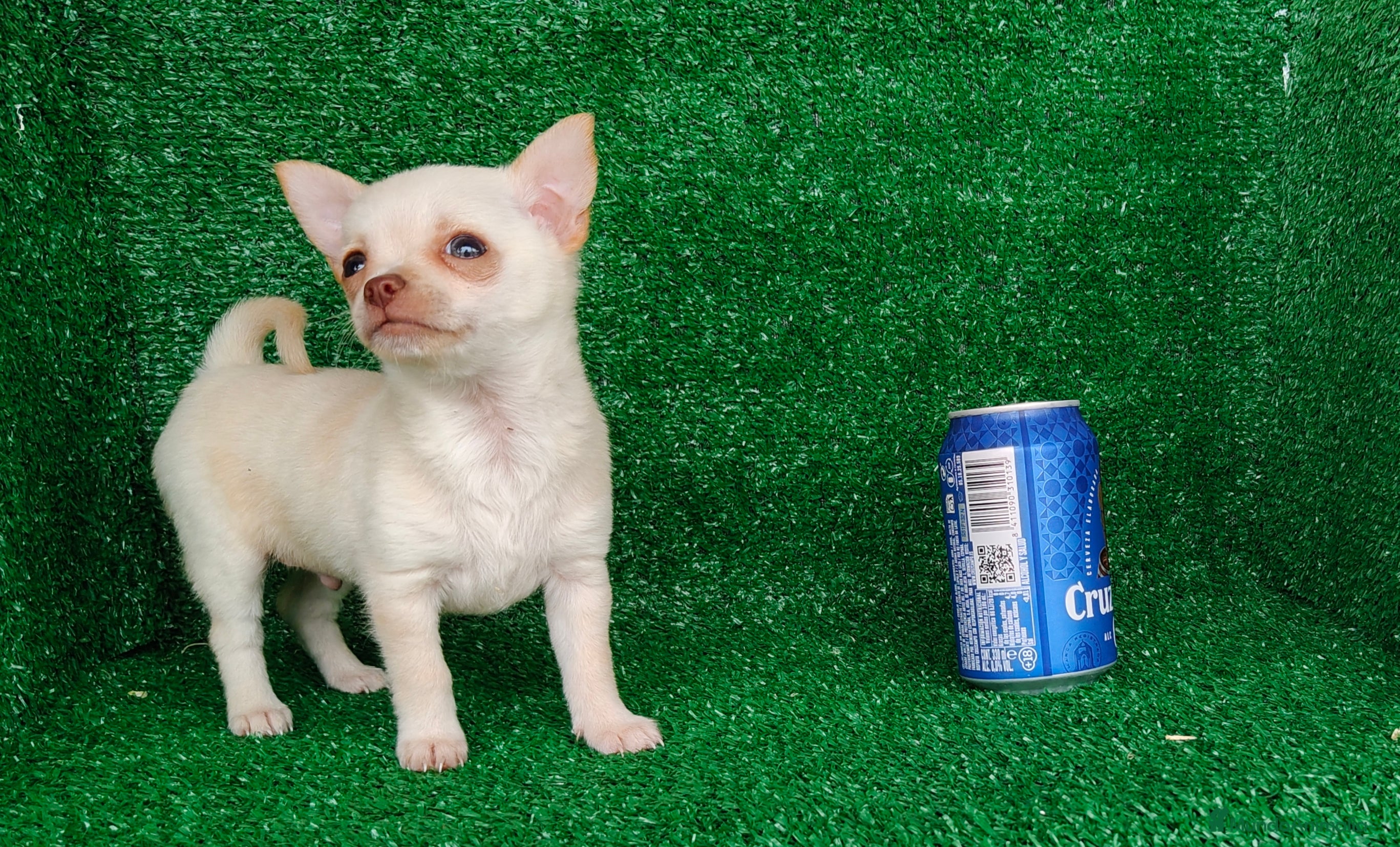 Chihuahua perros Chihuahua  - Anuncio 1