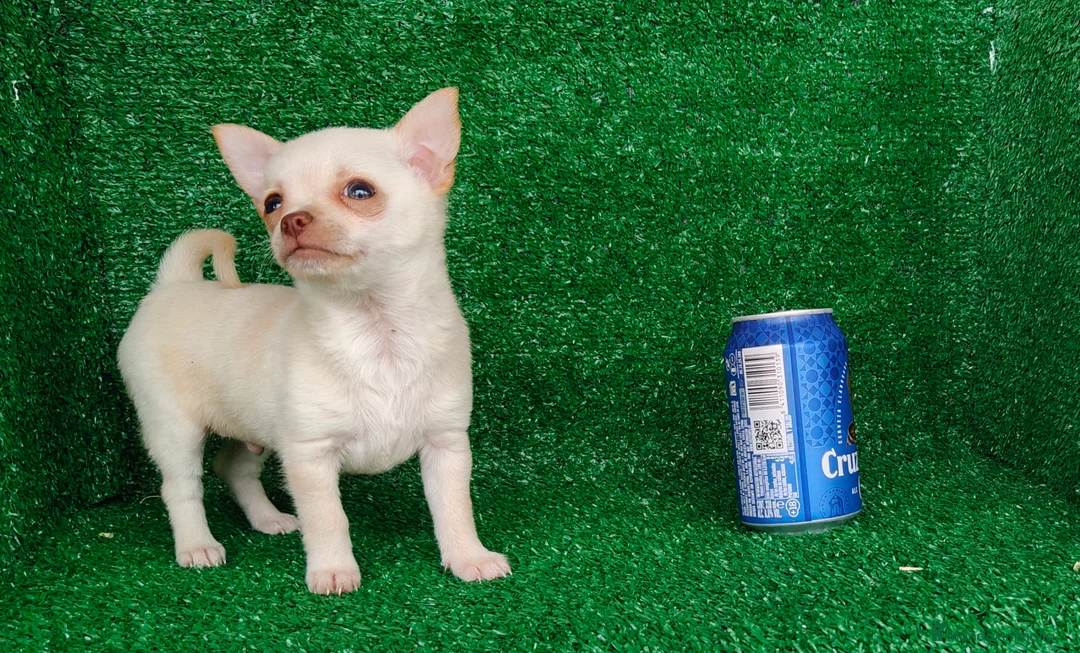 Chihuahua perros en venta: Chihuahua  - Anuncio 1