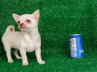 Chihuahua perros Chihuahua - Anuncio 3