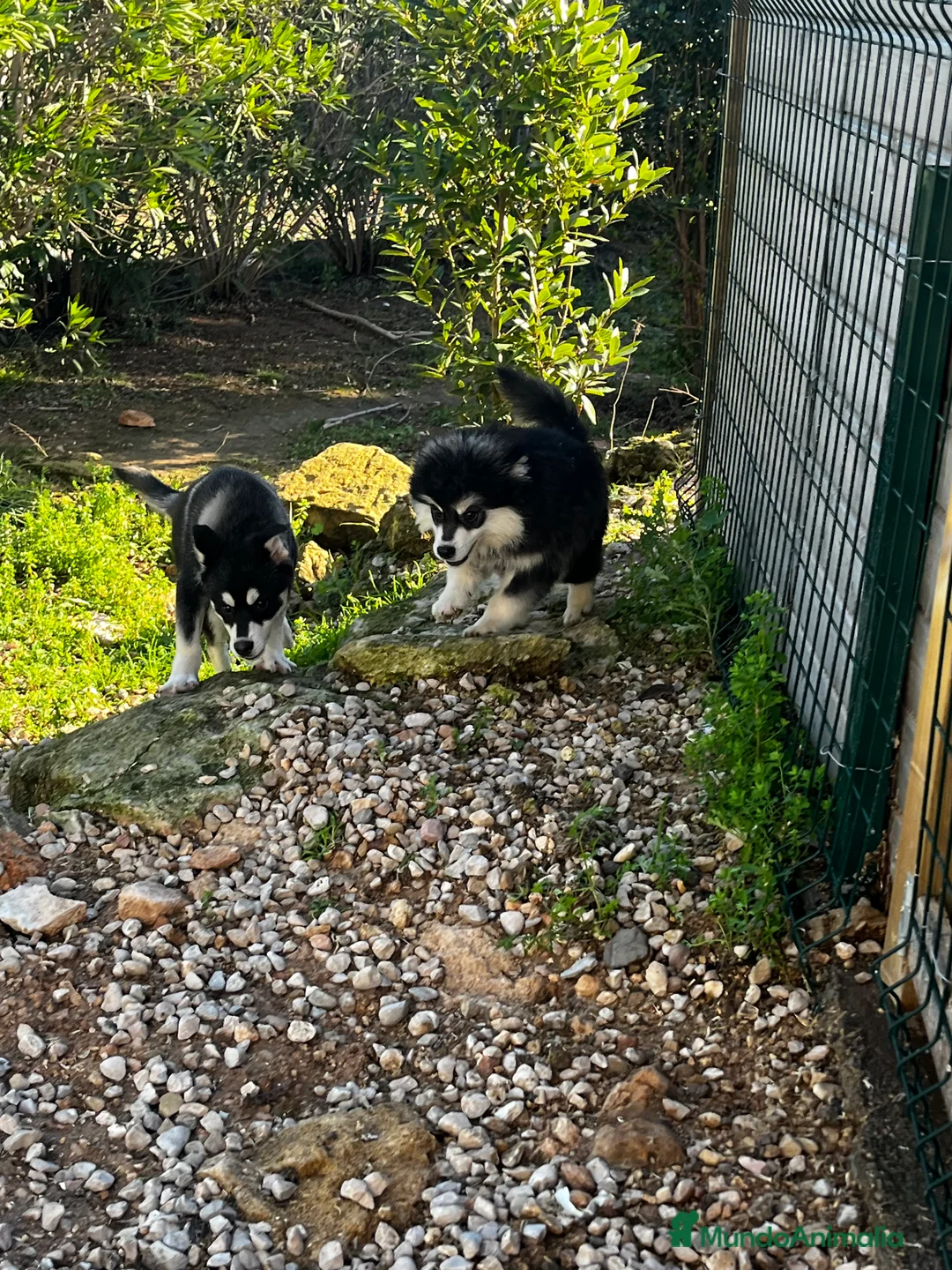 Pomsky perros en venta: Pomsky miniatura multigeneracional  - Anuncio 27